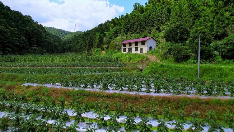 蔬菜种植基地航拍乡村扶贫振兴中国
