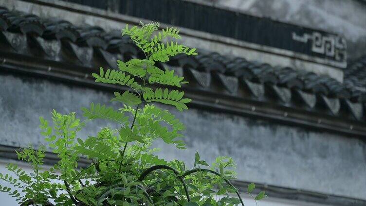 微风吹动的树叶