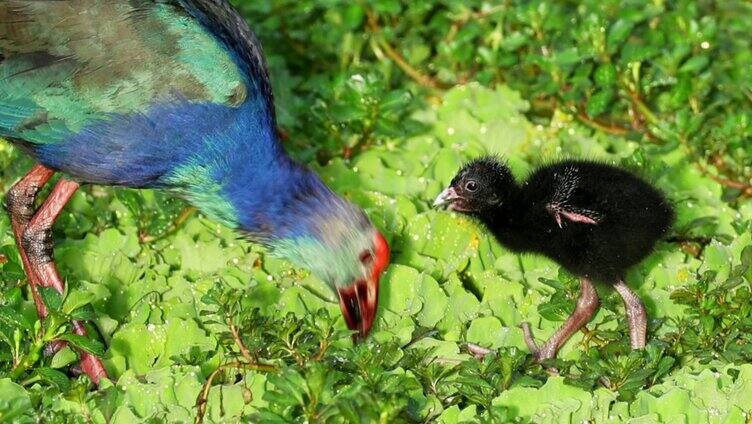 紫水鸡育雏 喂食幼鸟