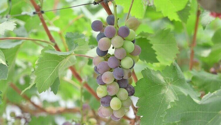 葡萄园的大葡萄