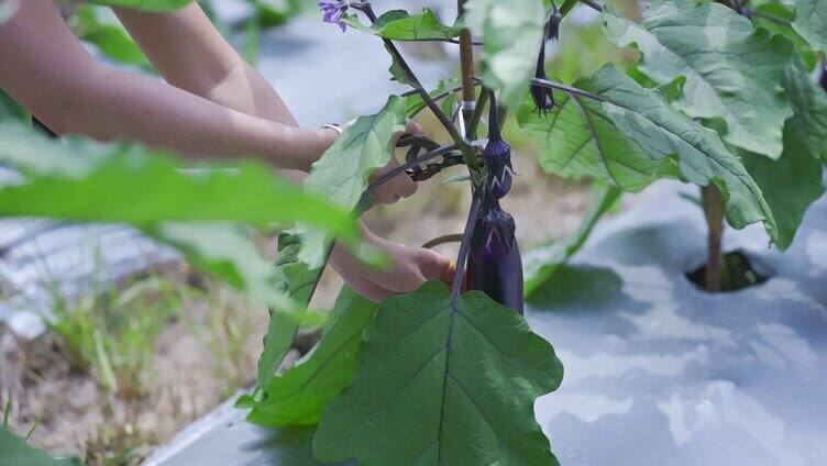 茄子种植茄子采摘茄子特写