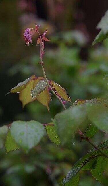 雨后树叶特写