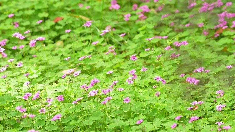 光影绿植夏日阳光