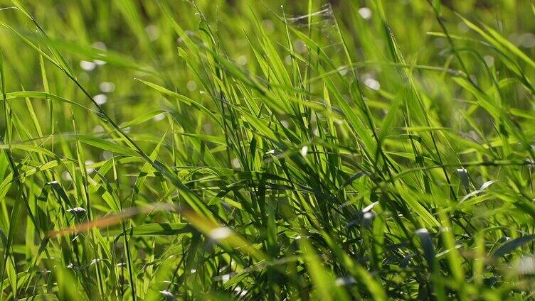 唯美逆光野草小草绿草