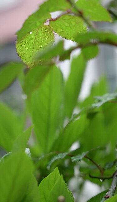 雨后树叶特写