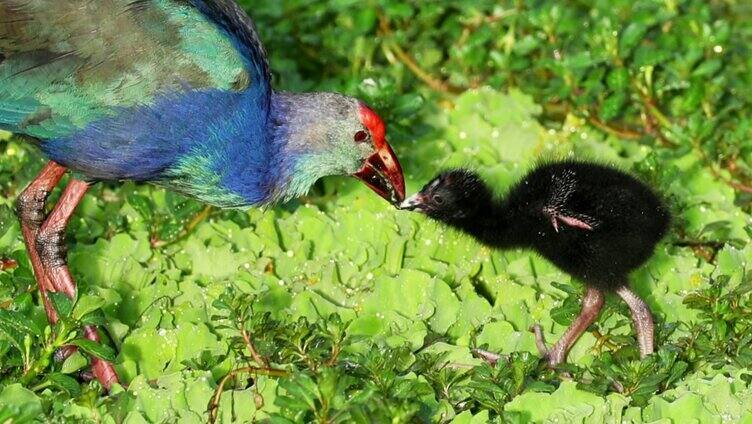 紫水鸡育雏 喂食幼鸟