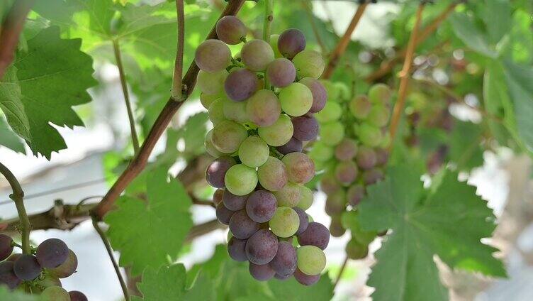 葡萄园的大葡萄
