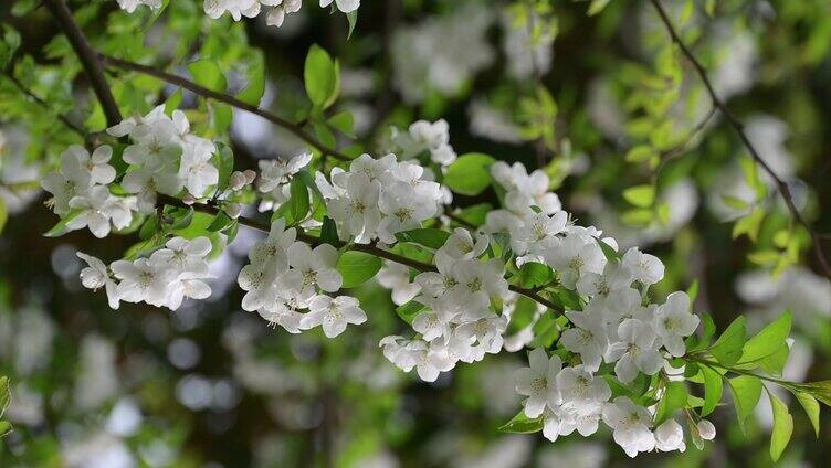 唯美的花花实拍