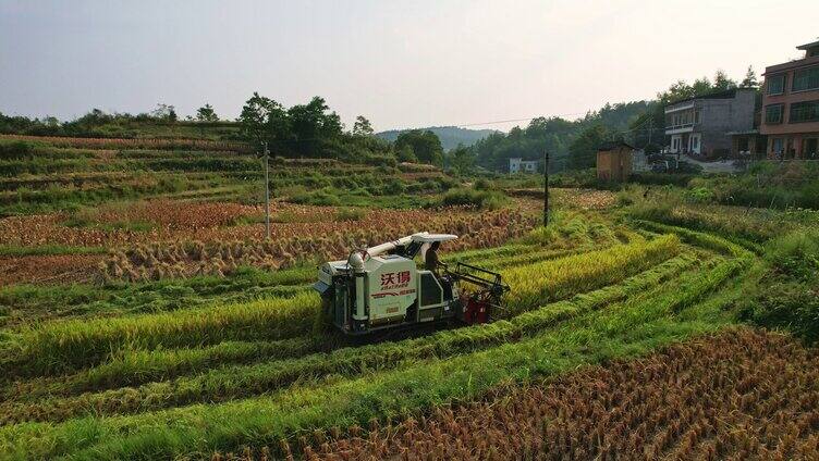 航拍收割机正在收割水稻丰收