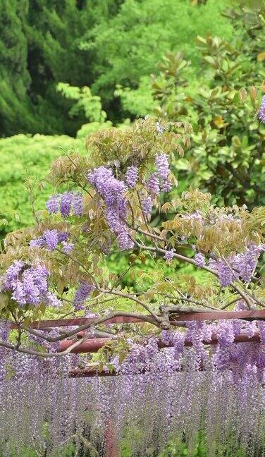 微风飘动的紫藤