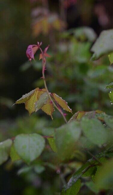 雨后树叶特写