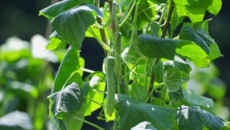 黄瓜蔬菜黄瓜栽培黄瓜种植农业菜园子