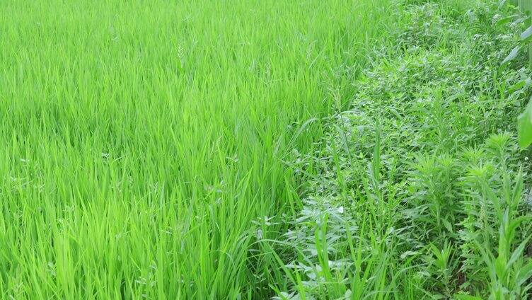 绿色稻田水稻禾苗杂草
