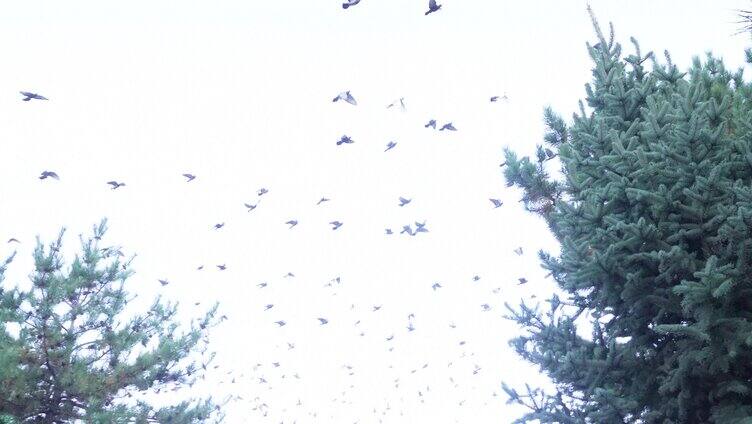 一群鸽子飞过