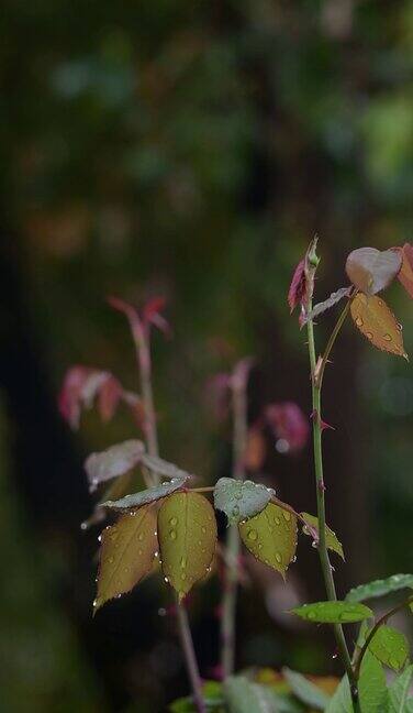 雨后树叶特写