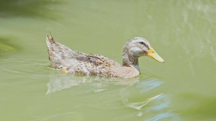 水中的鸭子划水