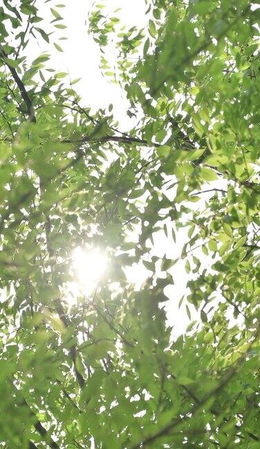 树叶阳光唯美光影夏天意境盛夏