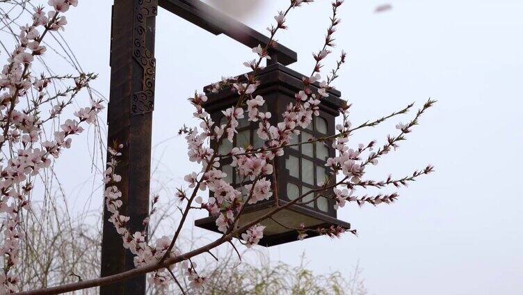 春暖花开春天柳条花瓣踏青