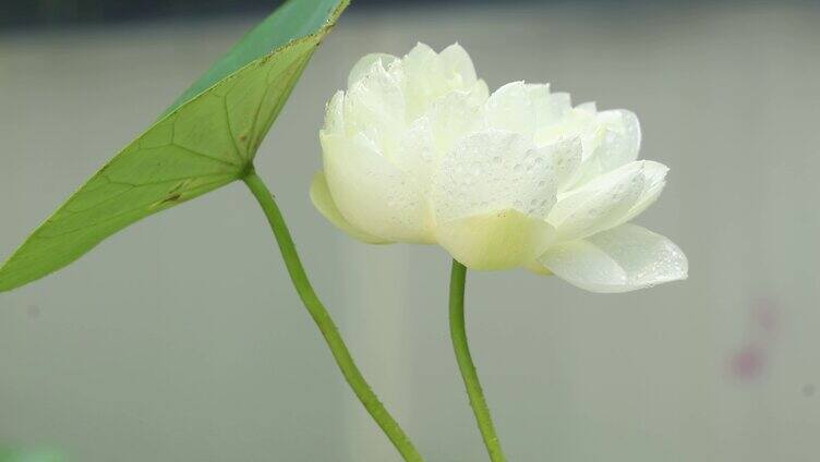 荷花 夏日荷花 白莲花 荷叶 公园 蜻蜓