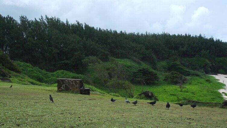 草坪上觅食的鸽子