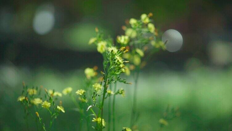 阳光下的野菊小花小草唯美写意空镜