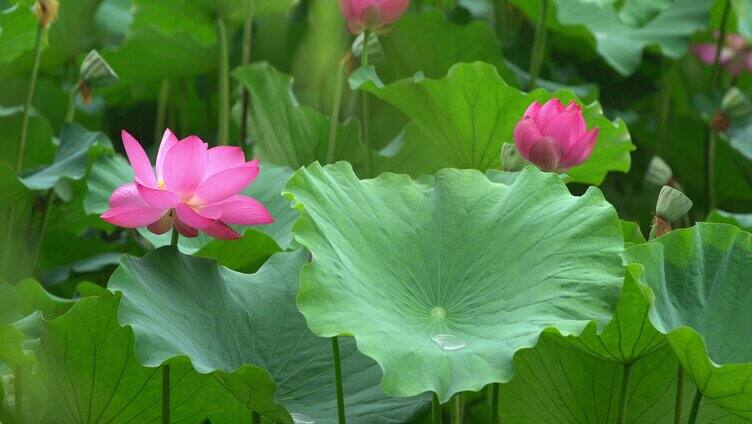 夏天荷花自然涟漪露水池塘开花莲蓬公园花瓣