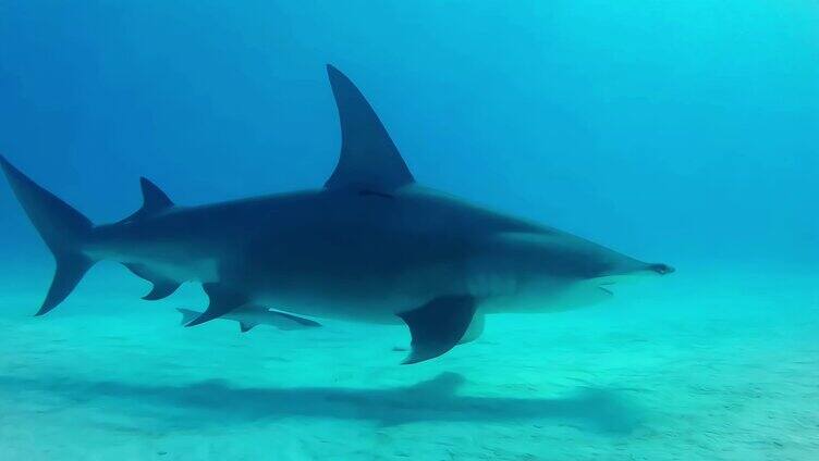 鲨鱼-深海游动