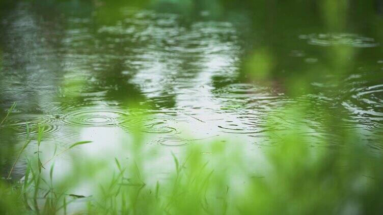 荷花倒影自然涟漪露水池塘开花莲蓬公园雨