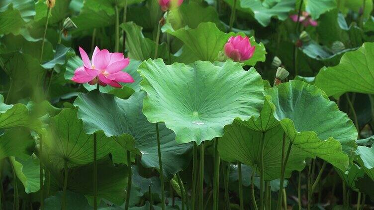 夏天荷花自然涟漪露水池塘开花莲蓬公园花瓣