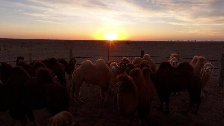 日出 戈壁 骆驼 地平线 太阳升起