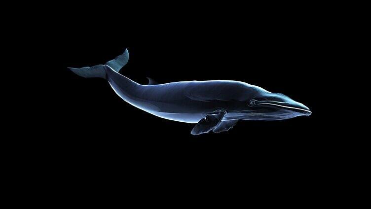 三维鲸鱼旋转