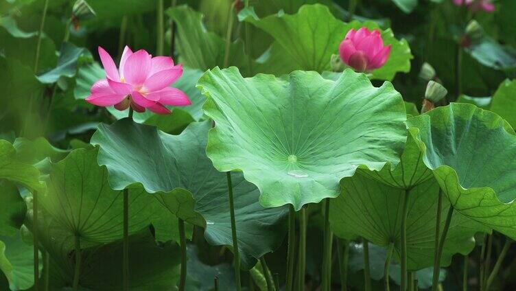 夏天荷花自然涟漪露水池塘开花莲蓬公园花瓣