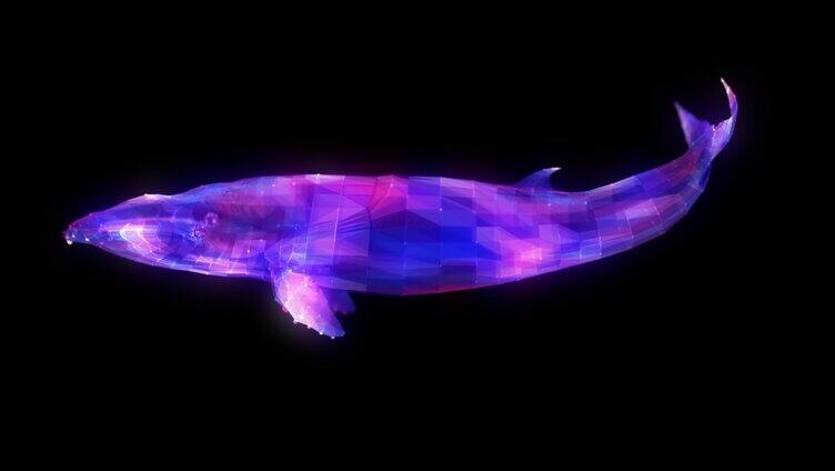 鲸鱼plexus粒子