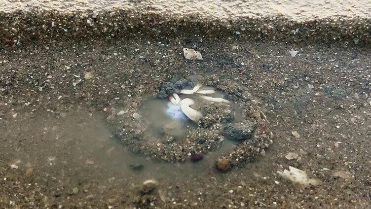 厦门海滩赶海退潮和尚蟹小沙蟹螃蟹挖沙