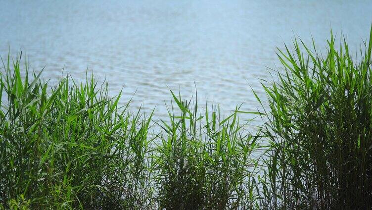 湖边的芦苇丛植物宁静安逸惬意氛围感