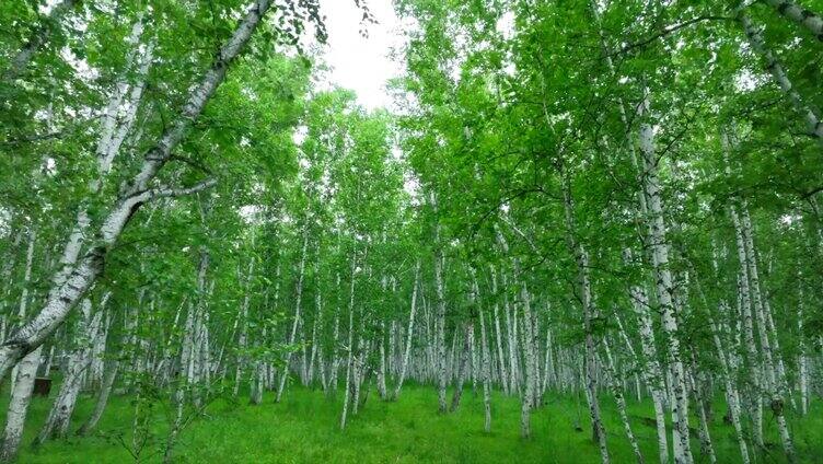 呼伦贝尔莫日格勒河航拍 莫日格勒旅拍风景