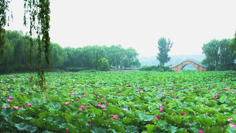 夏天荷花自然涟漪露水池塘开花莲蓬公园花瓣