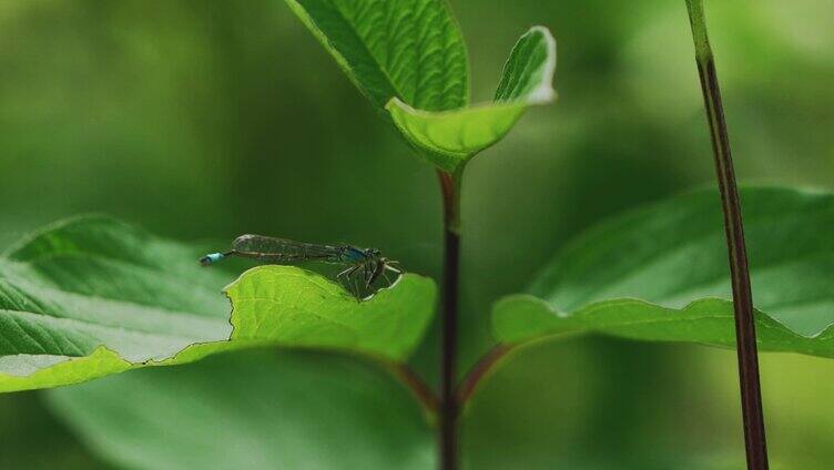 蜻蜓幼崽觅食微距翅膀两翼昆虫食物链生态