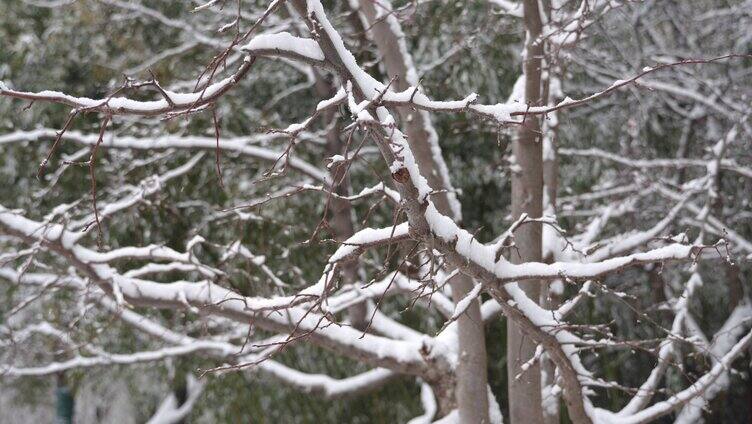 雪后松树 树叶 树枝积雪