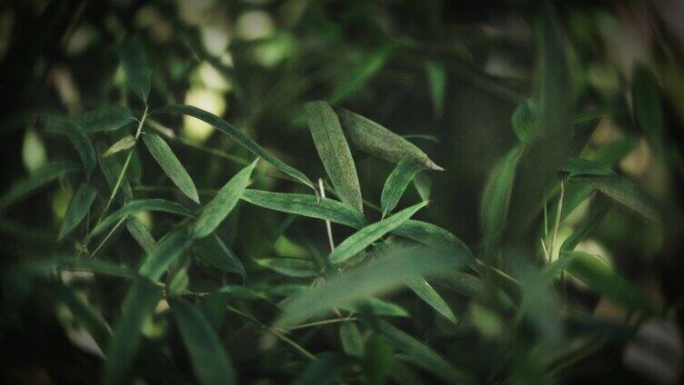 植物自然叶子特写绿色户外生长清新自然美竹