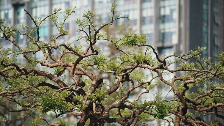 树木树枝造型公园生长环境自然风景日光氛围