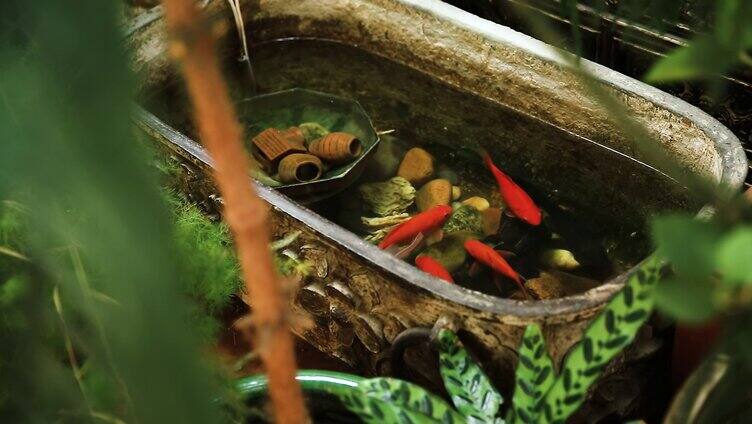 锦鲤鲤鱼鱼养植水生植物动物眼睛淡水鱼金鱼