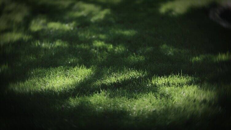 草地私家花园草原风农场植物宁静草坪光影树