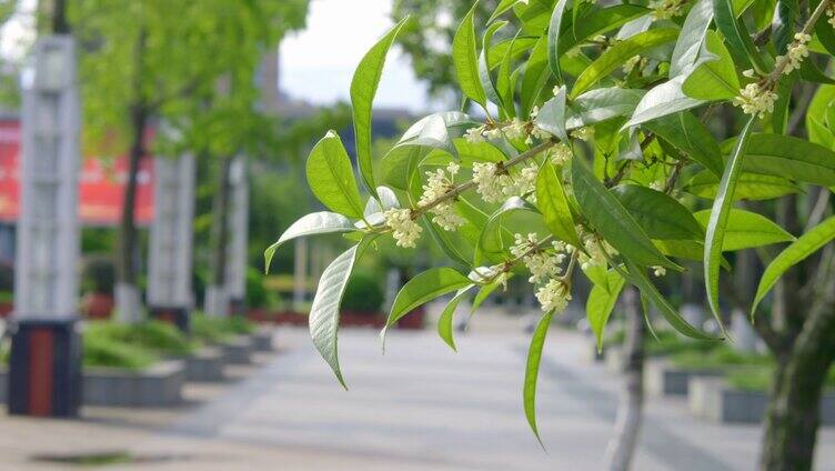 夏天秋日桂花园林