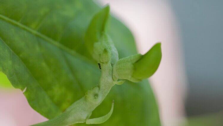 夏天绿叶嫩芽上的小蚂蚁爬行