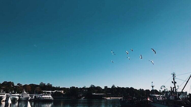 湖边飞翔的海鸥