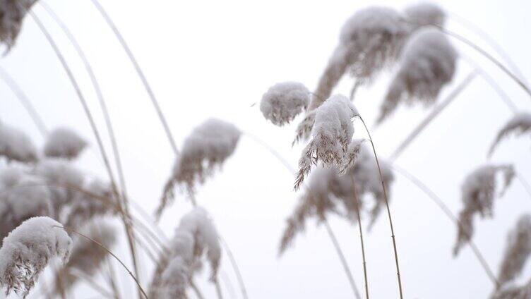 雪后湖中芦苇上的积雪