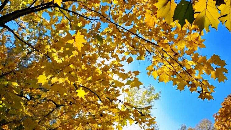 唯美立秋秋天的枫叶树林