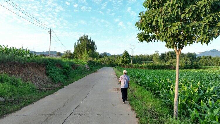 蓝天白云乡村生活美丽风景航拍夏季玉米地