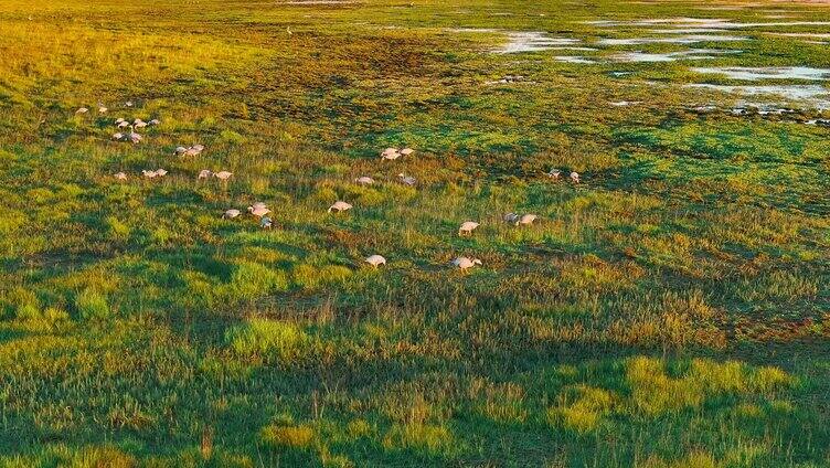 尕海草原美景